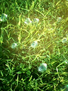 IMG0515A.jpg