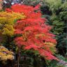 Осень в Японии17.jpg